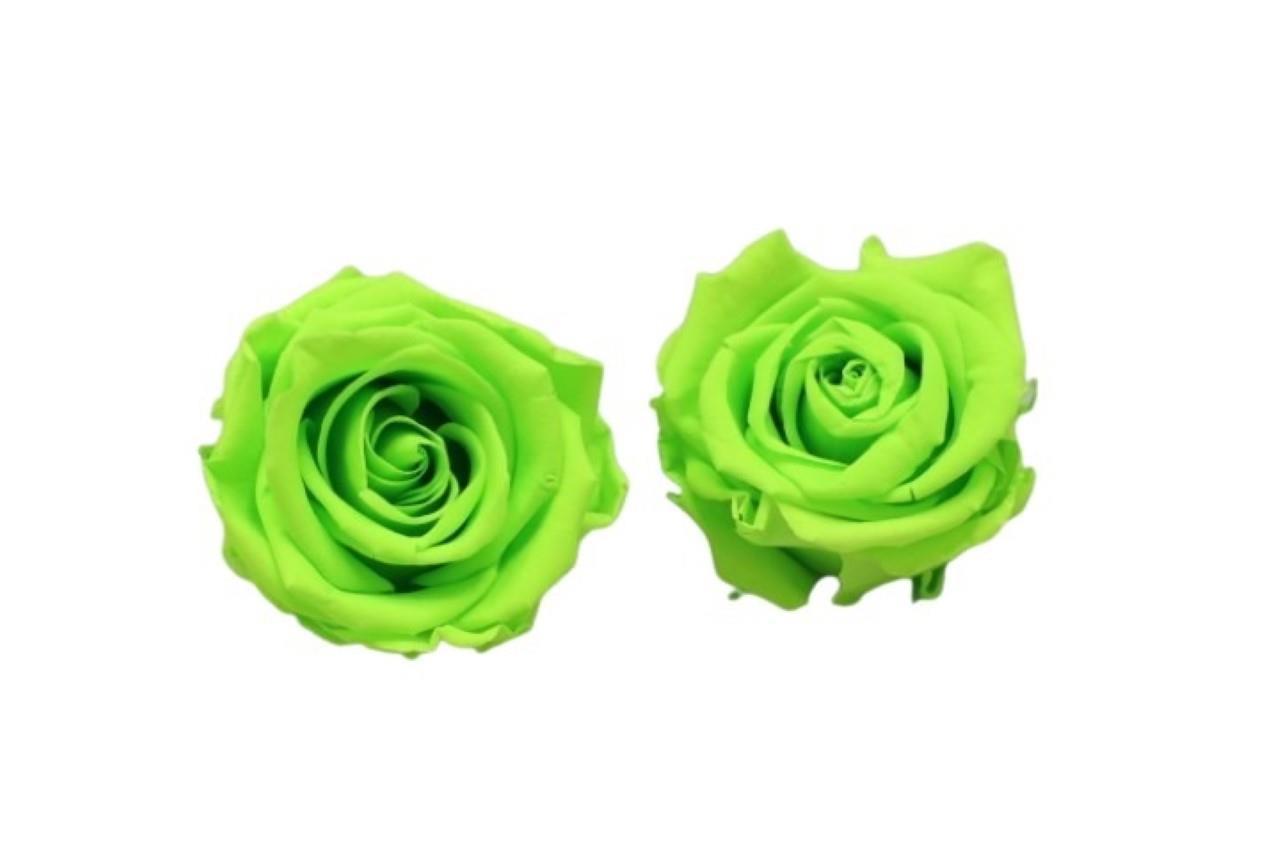 Rose stabilisiert lime green NETTO