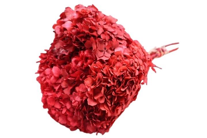 Hortensie getrocknet Länge ca. 50cm, rot