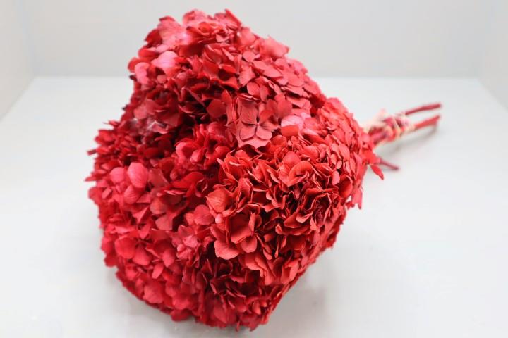 Hortensie getrocknet Länge ca. 50cm, rot