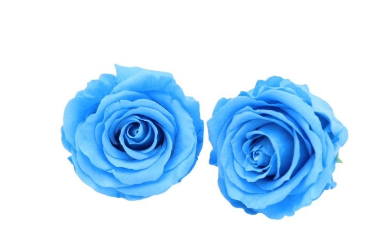 Rose stabilisiert Light Blue NETTO