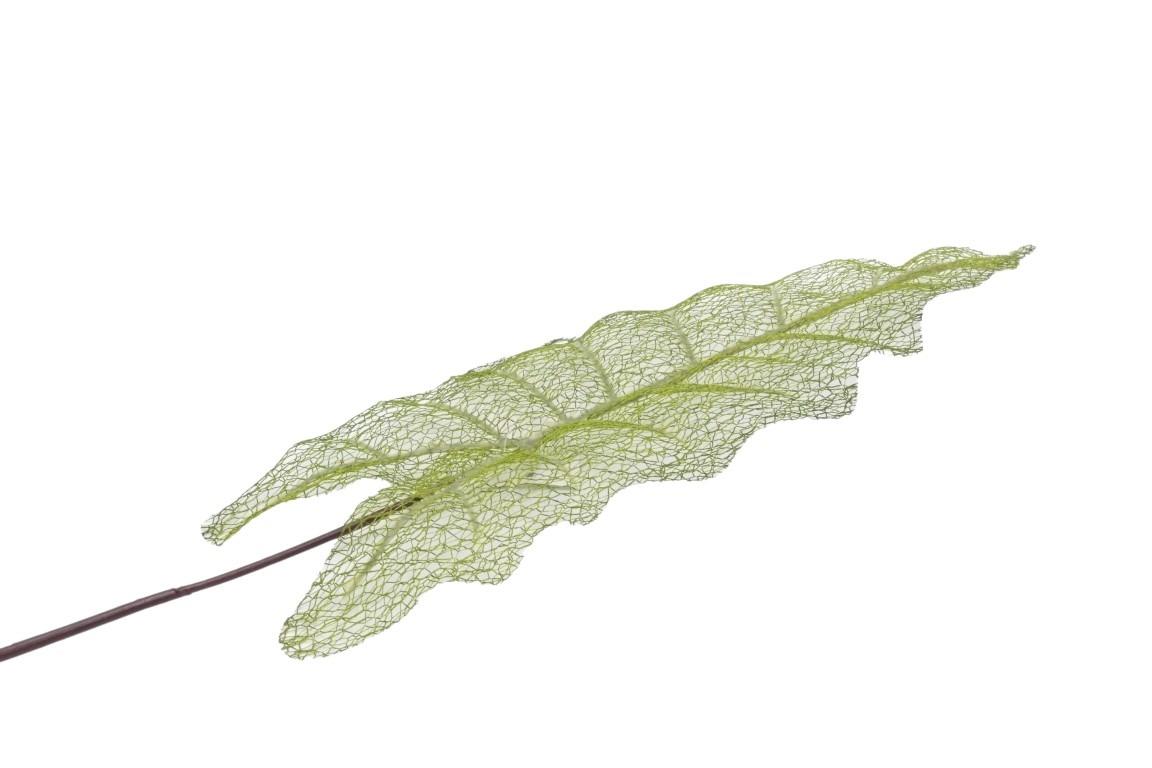 Elefantenohr Blatt 75cm feinadrig grün