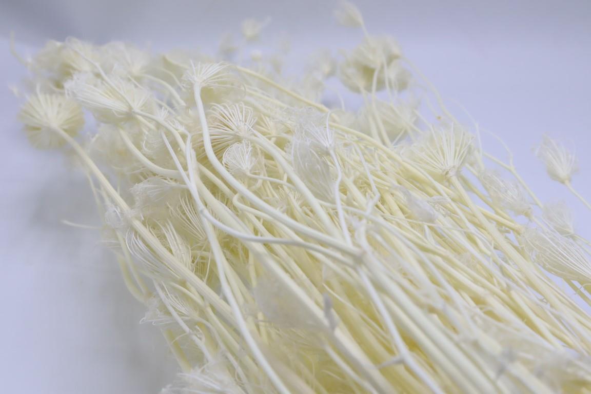 Wild Fenchel (Finocchio) weiß 300gr.