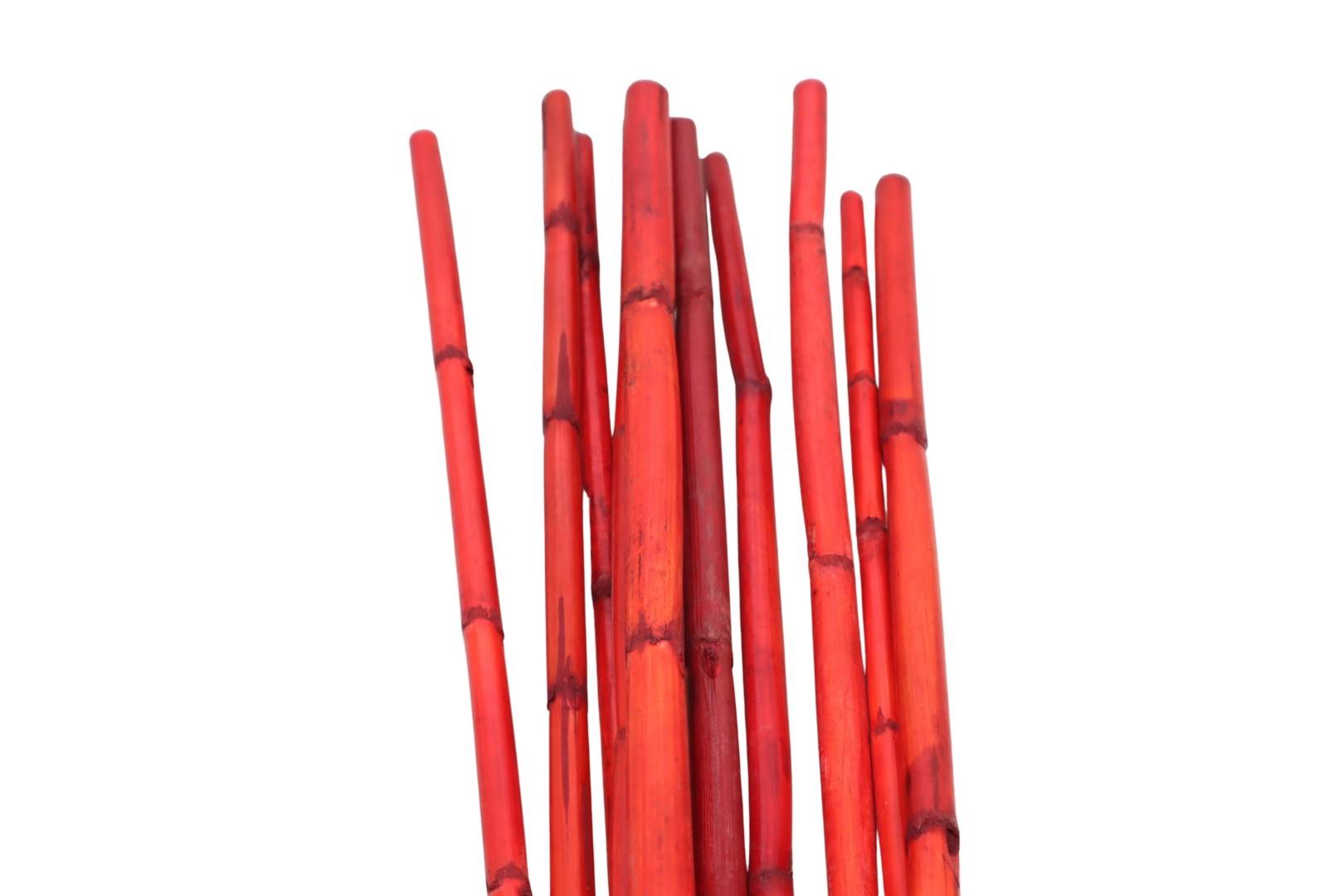 Canna Stiel 1m rot