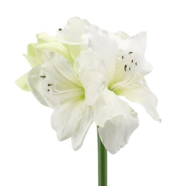 Amaryllis x 4 Blüten cream 65cm