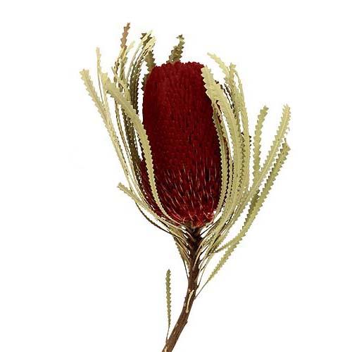 Banksia Hookerana dunkelrot