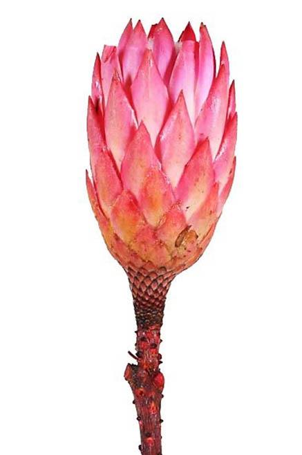 Protea compacta Repens erika