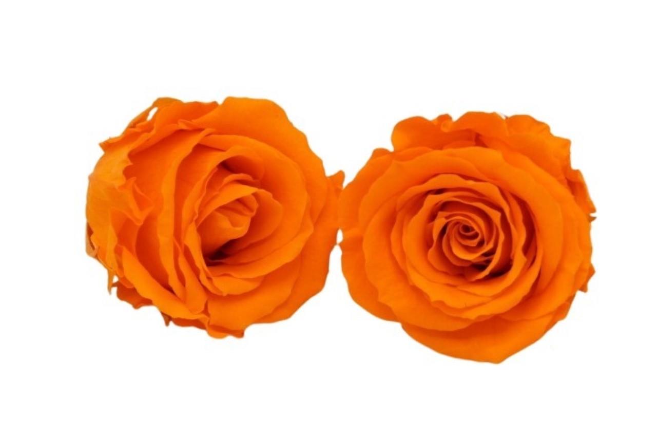 Rose stabilisiert Orange NETTO