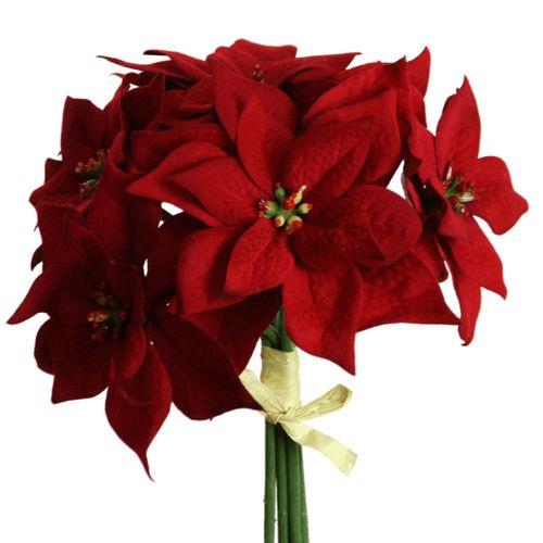 Poinsettia Bund x 6 Blüten rot 24cm