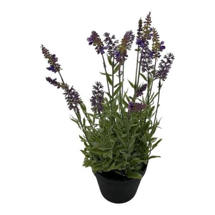 Lavendel im Topf lila-grün H48cm