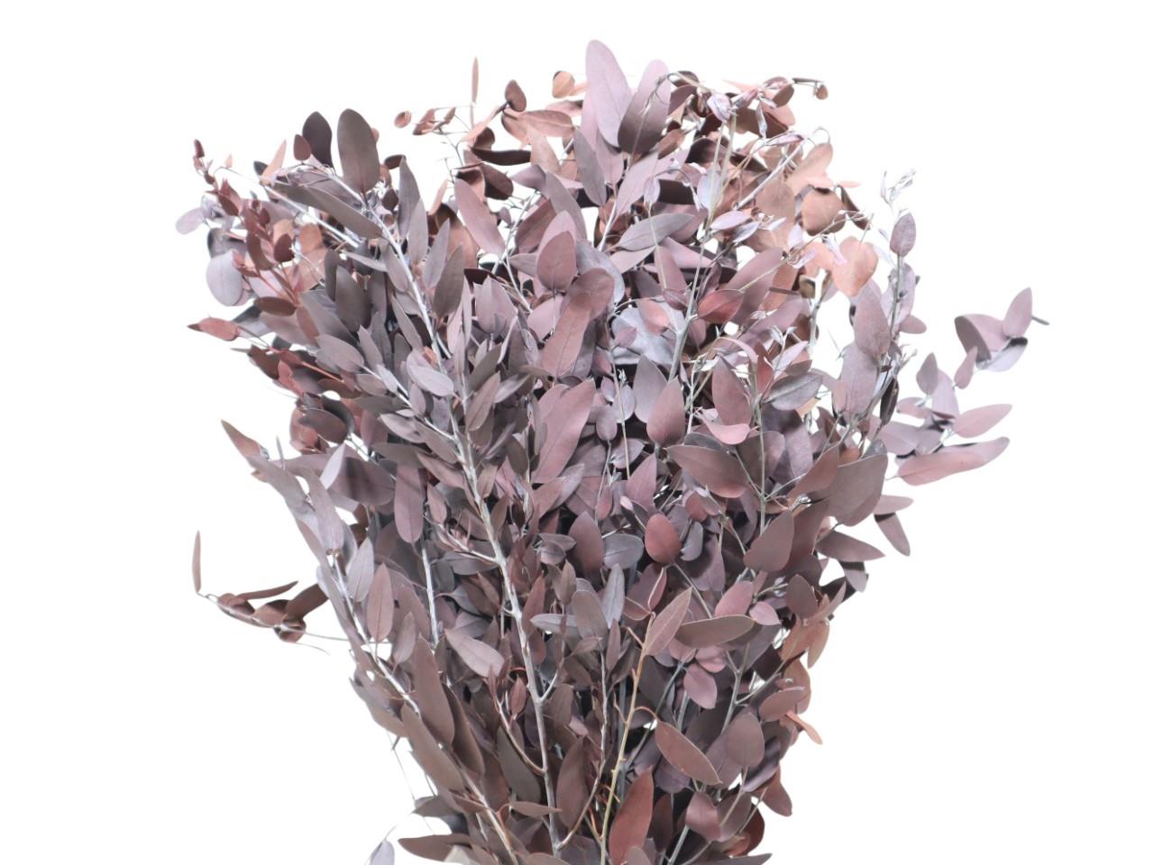 Eucalyptus Blätter Baby Blue rot 250gr.