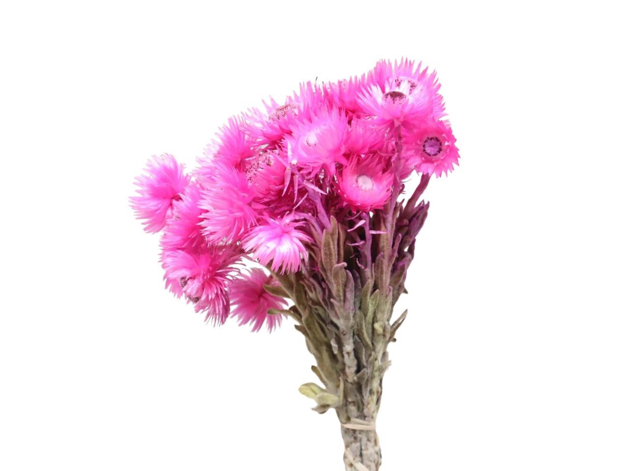 Capblumen pink Bund 50gr.