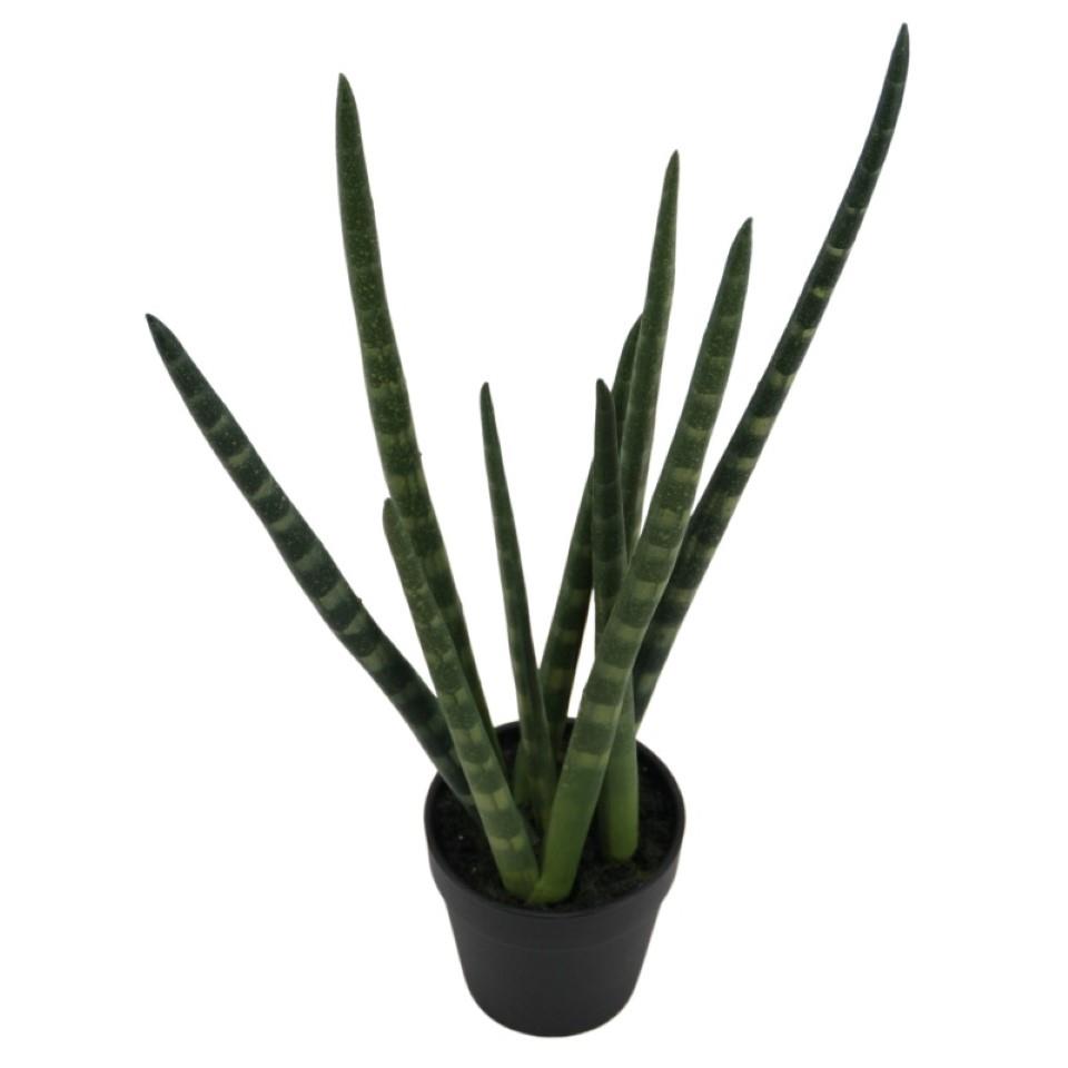 Sansevieria cylindrica im Topf grün H43cm