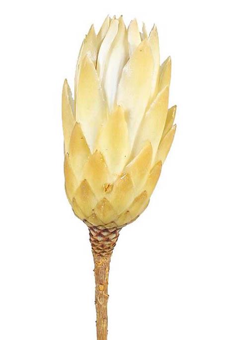 Protea compacta cream extra 1. Qualität Original