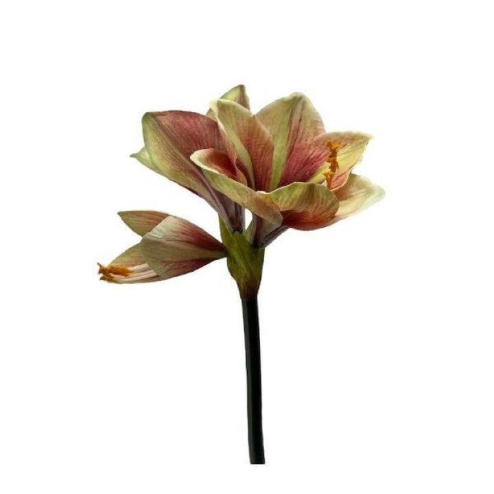 Amaryllis 2 Blüten 1 Knospe  mauve-grün 66cm