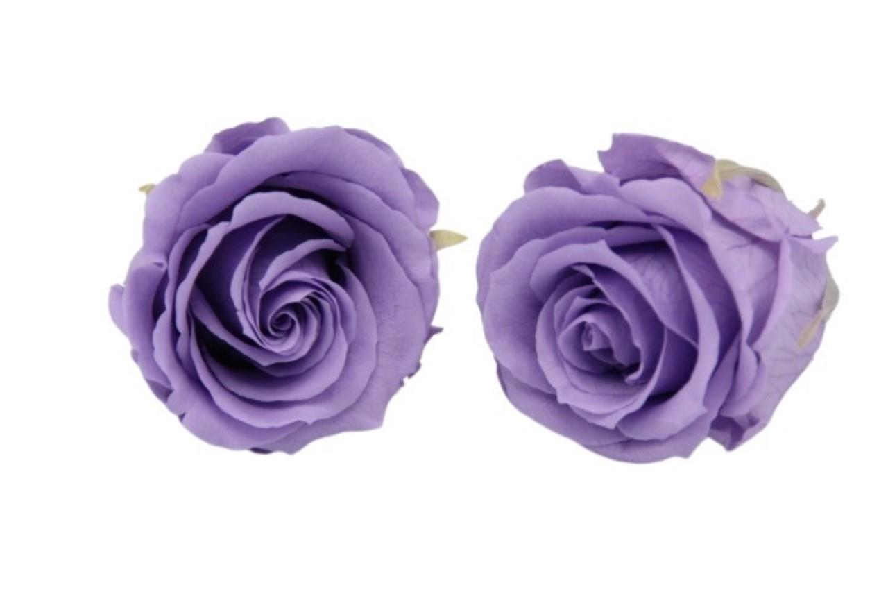 Rose stabilisiert Lilac/lavendel NETTO