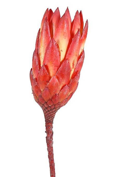 Protea compacta rot extra 1. Qualität