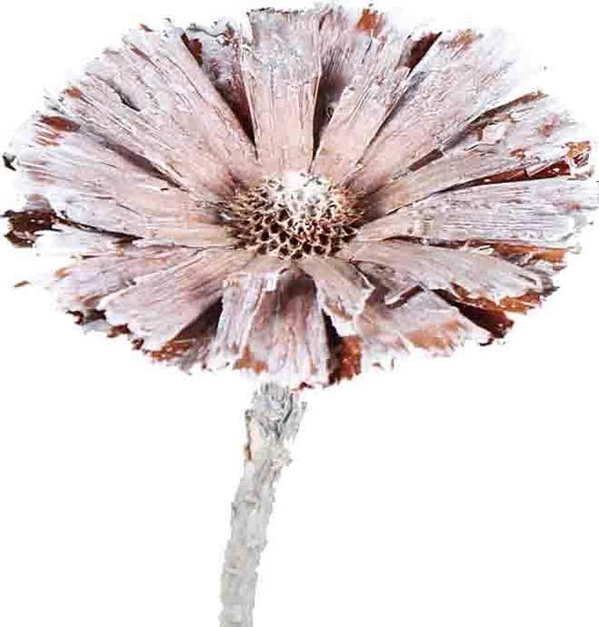 Protea geschnitten 8-9cm whitewashed Original