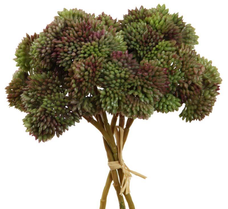 Sedum Bund 3-fach grün 20cm