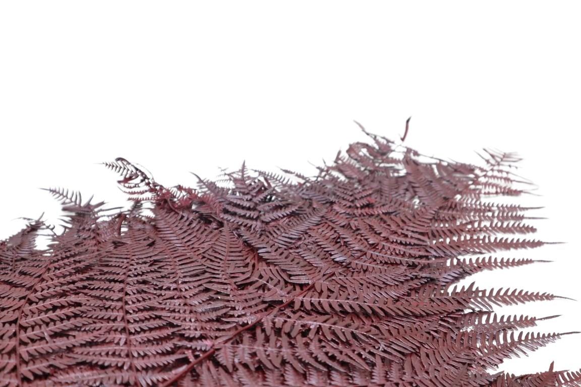 Bracken Farn rot-barun