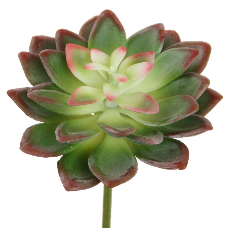 Echeveria 10x11 cm rosa-burgund