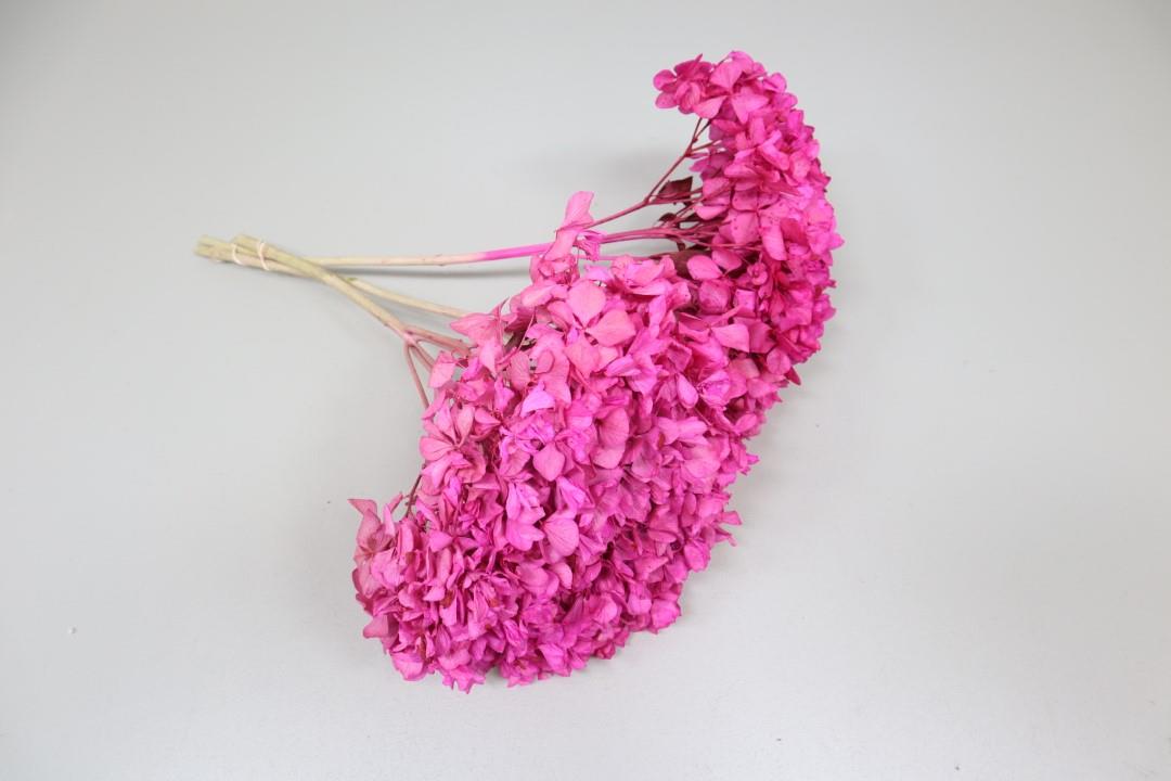 Hortensie getrocknet Länge ca. 50cm, fuchsia (brombeer)