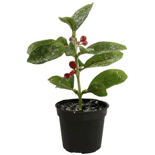 Gaultheria m. Eis 15 cm  i. Topf rot-grün