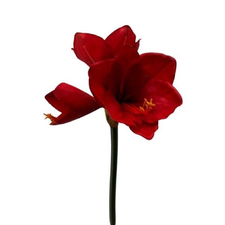 Amaryllis 2 Blüten 1 Knospe  rot 66cm