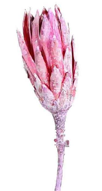 Protea compacta repens brombeer frosted