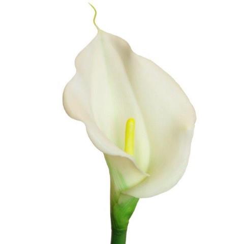 Calla Lilie soft touch creme L60cm