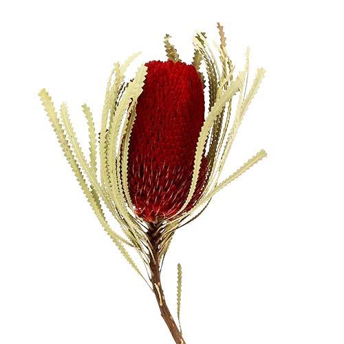 Banksia Hookerana rot