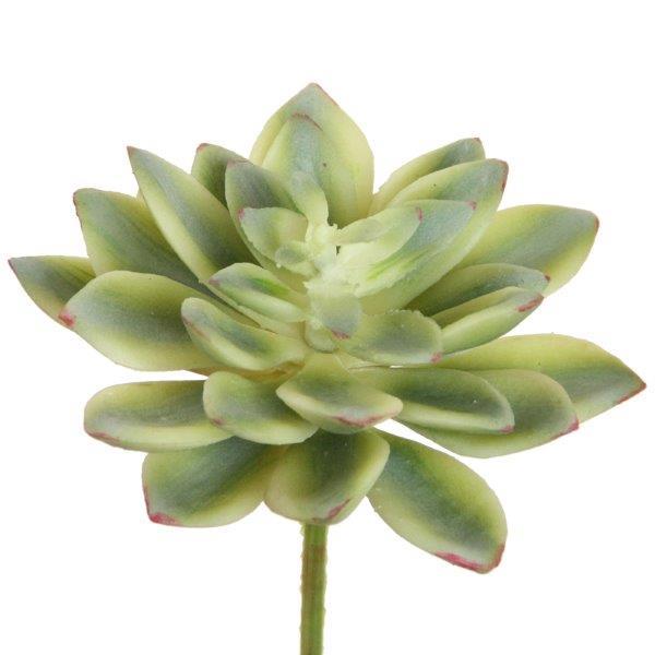 Echeveria 10x11cm grün-creme