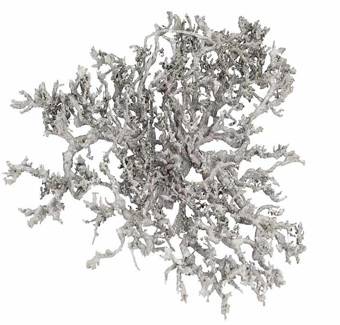 Dry Bush 1kg whitewashed