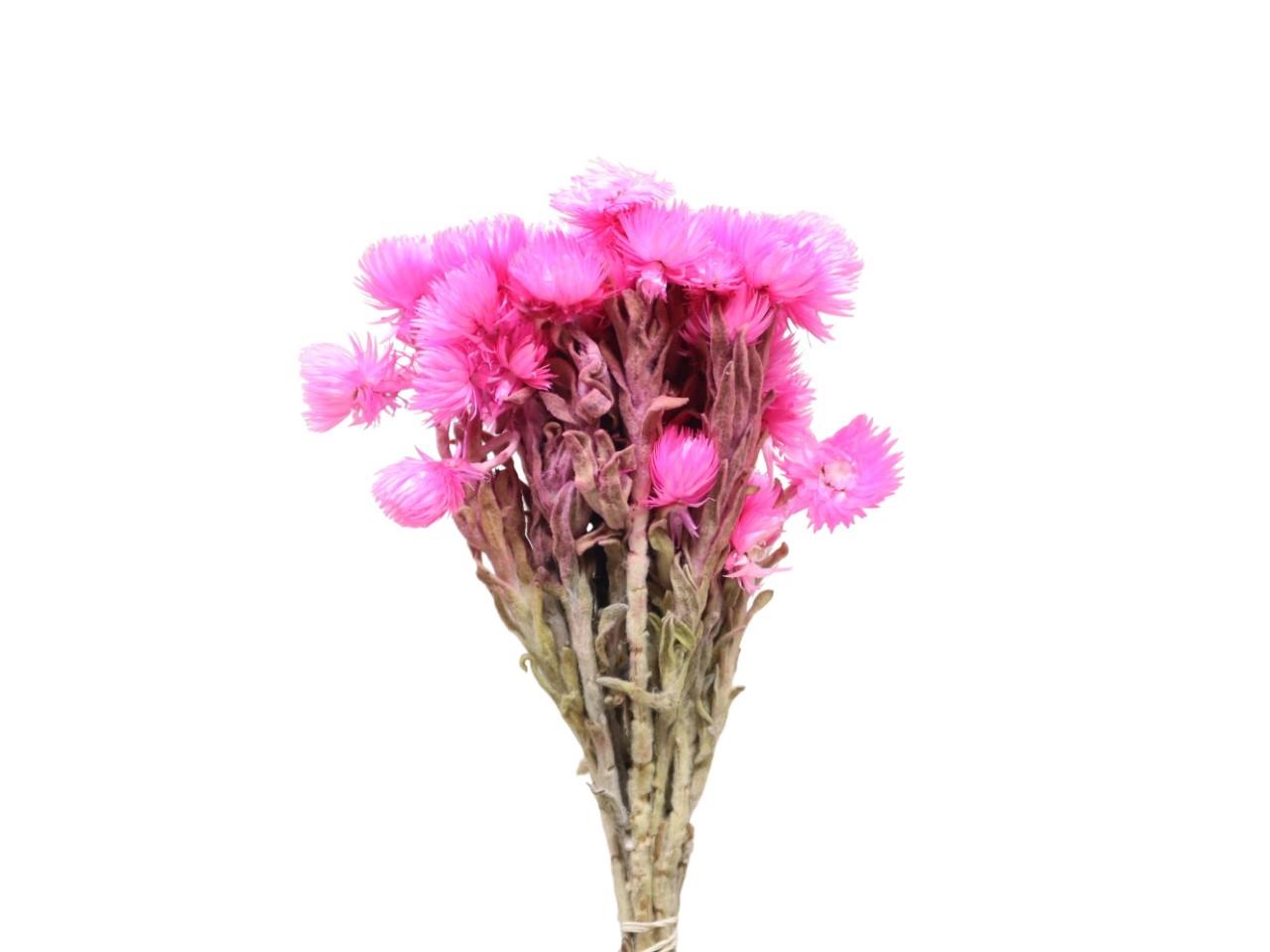 Capblumen pink Bund 50 gr.