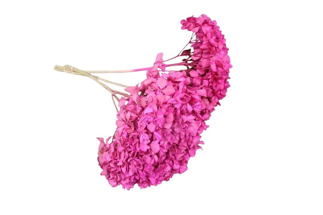 Hortensie getrocknet Länge ca. 50cm, fuchsia (brombeer)