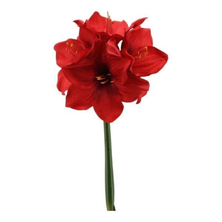 Amaryllis klein rot H41cm