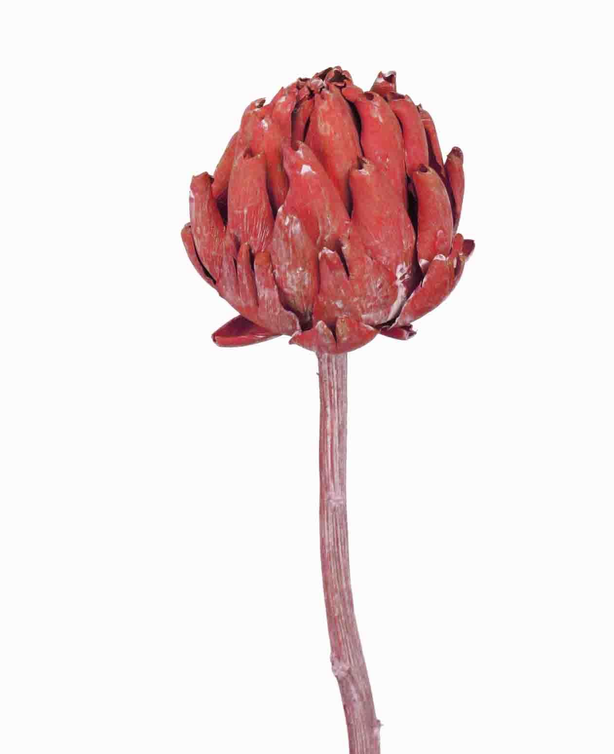 Artischocke Bud rot frosted