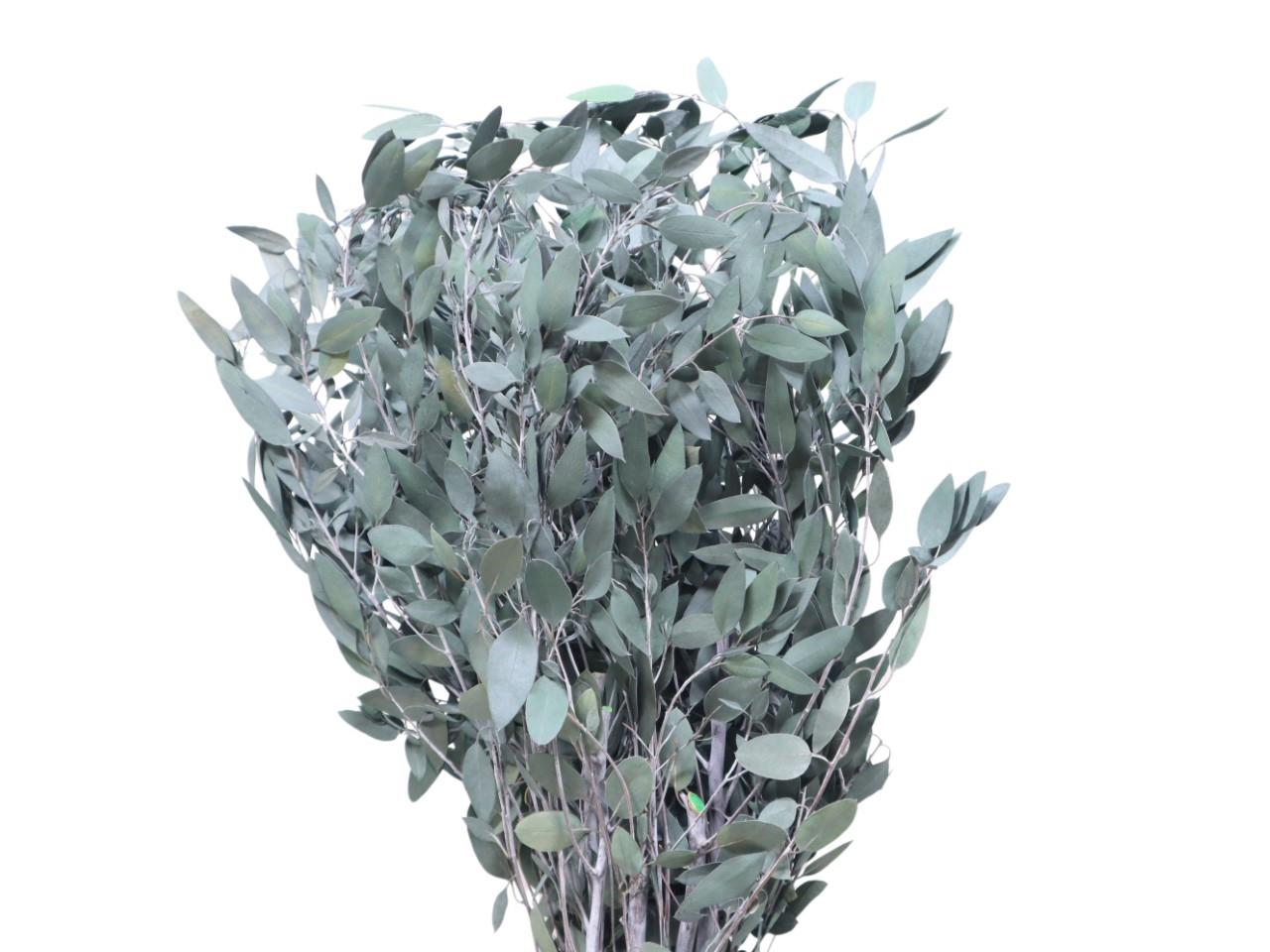 Eucalyptus Blätter Baby Blue grün 250gr.